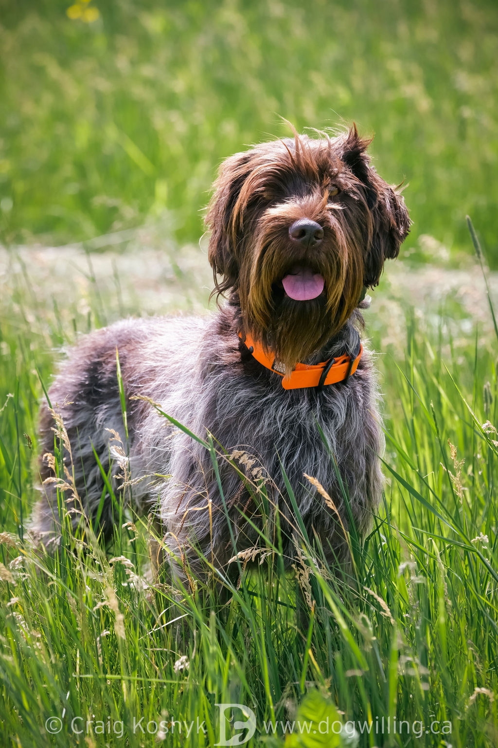 Whiskeytown's Pepper - dam - Wirehaired Pointing Griffon - Griffons Out West - Montana